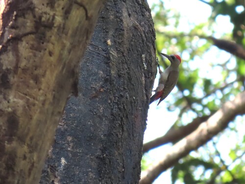 African Grey Woodpecker