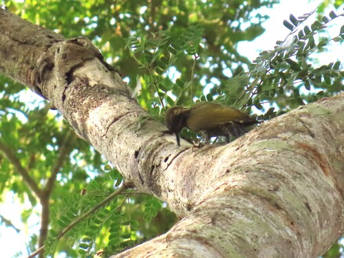 Melancholy Woodpecker