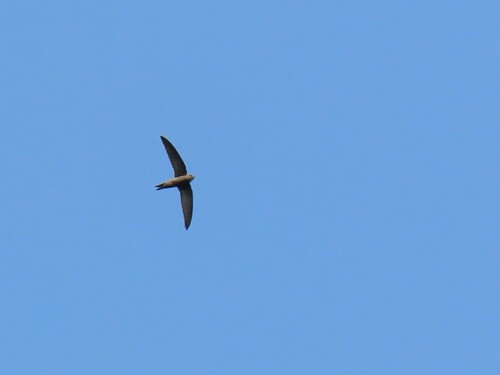 Pallid Swift