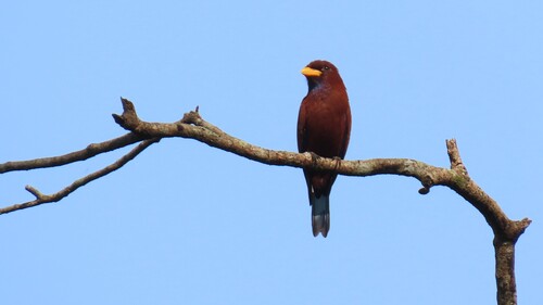 Blue-throated Roller