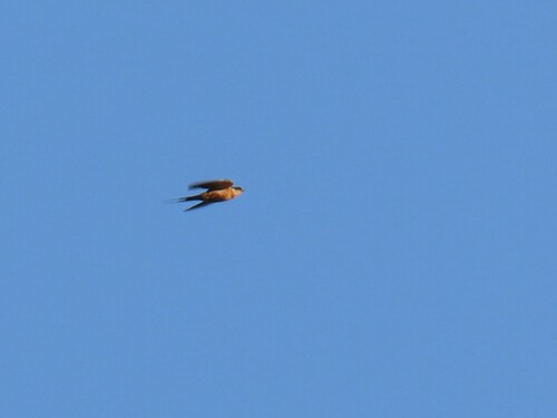 Rufous-chested Swallow