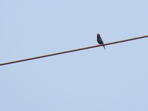 Village Indigobird