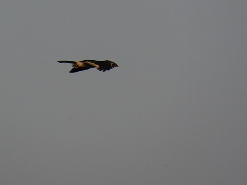 Piping Hornbill