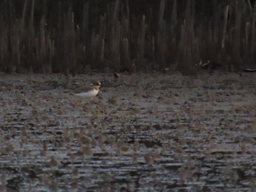Little Ringed Plover