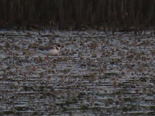 Common Ringed Plover