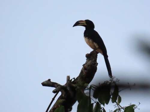 West African Pied Hornbill