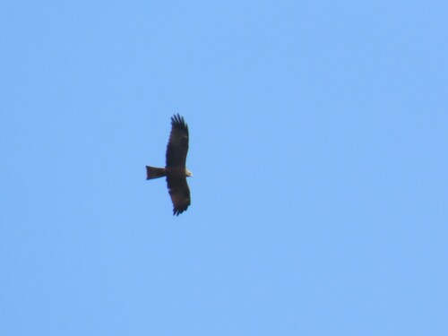 Black Kite