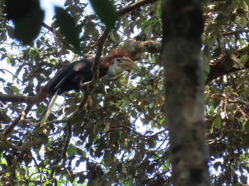 Yellow-casqued Hornbill