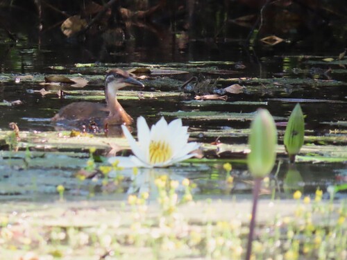 African Finfoot