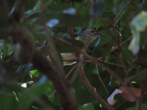 Swamp Greenbul