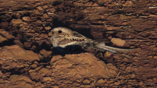 Long-tailed Nightjar
