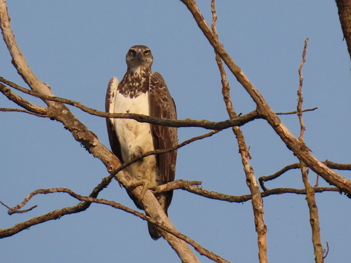 Martial Eagle