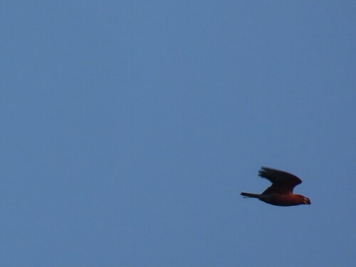 Broad-billed Roller