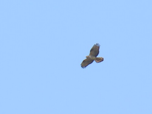 European Honey-buzzard
