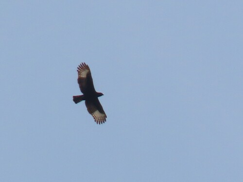 Long-crested Eagle