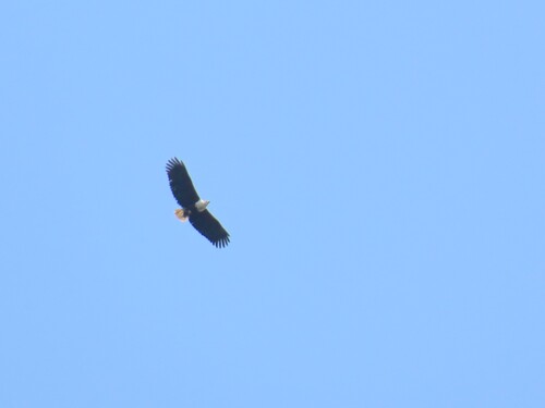 African Fish-Eagle