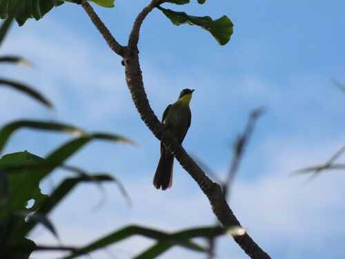 Yellow-gorgeted Greenbul