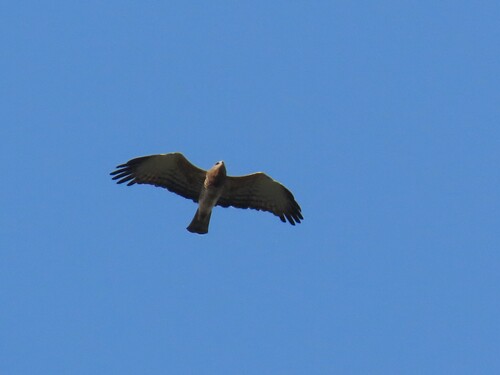 Beaudouin's Snake-Eagle