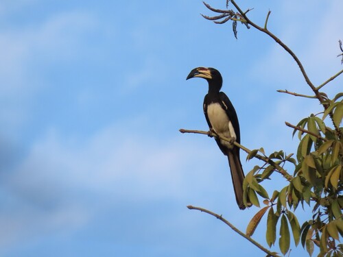 West African Pied Hornbill