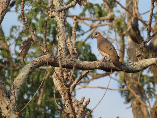 Blue-spotted Wood-Dove
