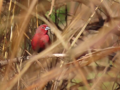 African Firefinch