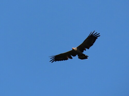 West African Harrier-Hawk