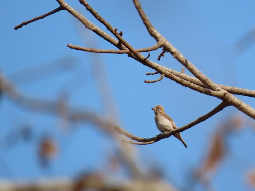 Sahel Bush Sparrow