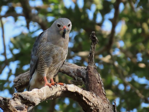Northern Lizard Buzzard