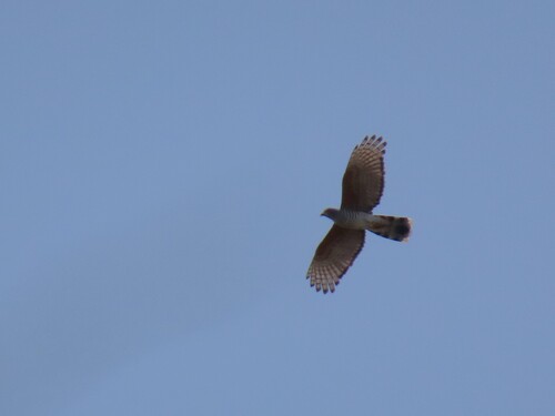 Common African Cuckoo-Hawk