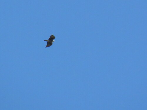Ayres's Hawk-Eagle