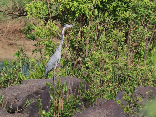 Black-headed Heron