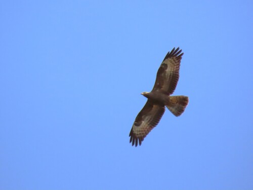 European Honey-buzzard