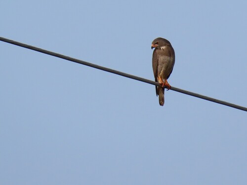 Northern Lizard Buzzard