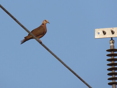 Red-eyed Dove