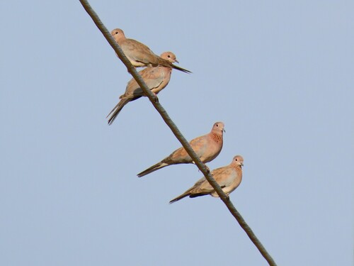 Laughing Dove