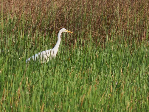 Yellow-billed Egret