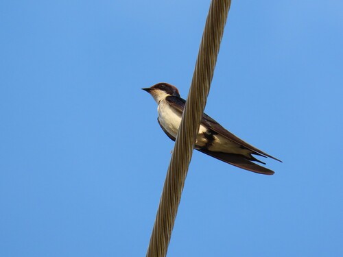 Wire-tailed Swallow