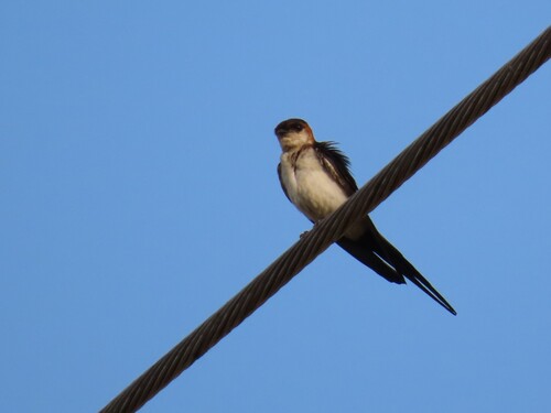 West African Red-rumped Swallow
