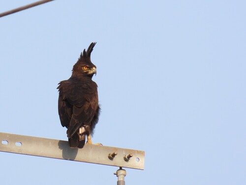 Long-crested Eagle
