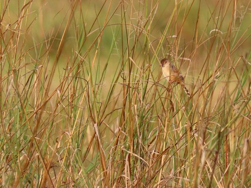 Winding Cisticola