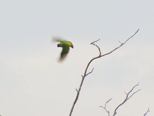 Senegal Parrot