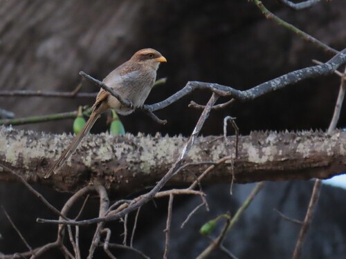 Yellow-billed Shrike