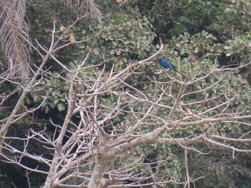 Long-tailed Glossy Starling