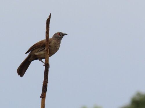 Gambian Brown Babbler