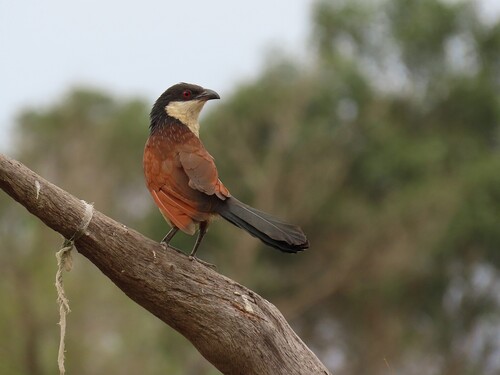 Senegal Coucal