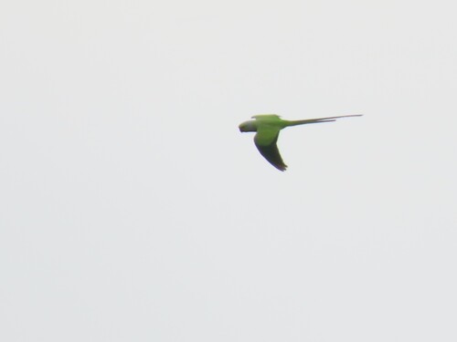 Rose-ringed Parakeet