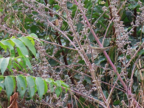 Common Grasshopper Warbler