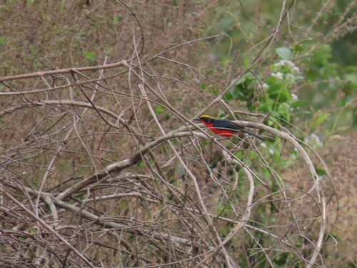 Yellow-crowned Gonolek
