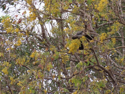 Western Plantain-eater