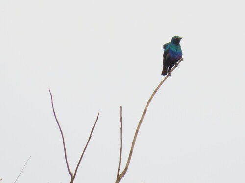 Bronze-tailed Starling